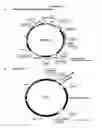Fig. 45 - SOMATIC HYPERMUTATION SYSTEMS