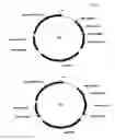 Fig. 02 - MULTIPLE RNA POLYMERASE III PROMOTER EXPRESSION CONSTRUCTS