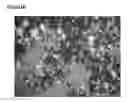 Fig. 03 - Microcarriers for Stem Cell Culture