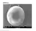 Fig. 04 - Microcarriers for Stem Cell Culture