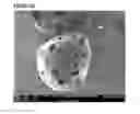 Fig. 05 - Microcarriers for Stem Cell Culture