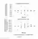 Fig. 110 - Microcarriers for Stem Cell Culture