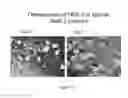 Fig. 113 - Microcarriers for Stem Cell Culture