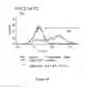 Fig. 136 - Microcarriers for Stem Cell Culture