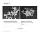Fig. 147 - Microcarriers for Stem Cell Culture