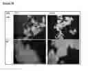 Fig. 15 - Microcarriers for Stem Cell Culture