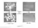 Fig. 182 - Microcarriers for Stem Cell Culture