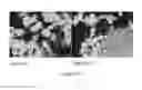 Fig. 196 - Microcarriers for Stem Cell Culture