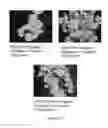 Fig. 197 - Microcarriers for Stem Cell Culture