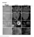 Fig. 20 - Microcarriers for Stem Cell Culture