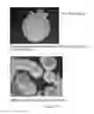 Fig. 205 - Microcarriers for Stem Cell Culture