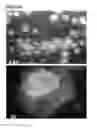 Fig. 22 - Microcarriers for Stem Cell Culture