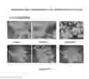 Fig. 237 - Microcarriers for Stem Cell Culture