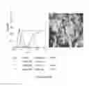 Fig. 252 - Microcarriers for Stem Cell Culture