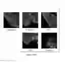 Fig. 271 - Microcarriers for Stem Cell Culture