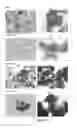 Fig. 307 - Microcarriers for Stem Cell Culture