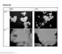 Fig. 41 - Microcarriers for Stem Cell Culture