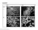 Fig. 44 - Microcarriers for Stem Cell Culture