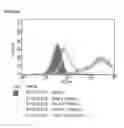 Fig. 47 - Microcarriers for Stem Cell Culture
