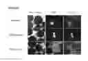 Fig. 58 - Microcarriers for Stem Cell Culture
