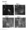Fig. 83 - Microcarriers for Stem Cell Culture