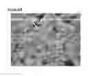 Fig. 87 - Microcarriers for Stem Cell Culture
