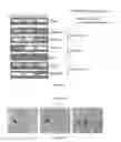Fig. 98 - Microcarriers for Stem Cell Culture