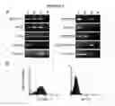 Fig. 09 - HEPATIC STELLATE CELL PRECURSORS AND METHODS OF ISOLATING SAME