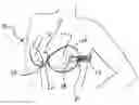 Fig. 01 - CLEAVAGE ENHANCING BRA SYSTEM