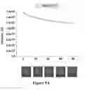 Fig. 07 - DEVICE FOR RAPID IDENTIFICATION OF NUCLEIC ACIDS FOR BINDING TO SPECIFIC CHEMICAL TARGETS