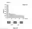 Fig. 11 - DEVICE FOR RAPID IDENTIFICATION OF NUCLEIC ACIDS FOR BINDING TO SPECIFIC CHEMICAL TARGETS