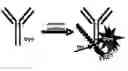 Fig. 01 - Fluorescent methods and materials for directed biomarker signal amplification