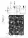 Fig. 04 - ANTI-HEDGEHOG ANTIBODIES