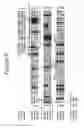 Fig. 06 - ANTI-HEDGEHOG ANTIBODIES