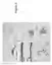 Fig. 07 - ANTI-HEDGEHOG ANTIBODIES