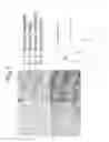 Fig. 08 - ANTI-HEDGEHOG ANTIBODIES