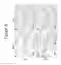 Fig. 09 - ANTI-HEDGEHOG ANTIBODIES