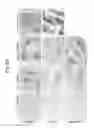 Fig. 10 - ANTI-HEDGEHOG ANTIBODIES