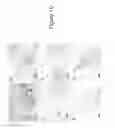 Fig. 12 - ANTI-HEDGEHOG ANTIBODIES