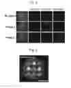 Fig. 08 - Method for analyzing color code encoded in magnetic structure