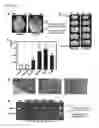 Fig. 04 - HIGHLY SENSITIVE DETECTION METHOD FOR HIGHLY VIRULENT ORAL CAVITY BACTERIA