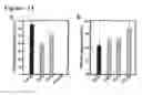Fig. 13 - HIGHLY SENSITIVE DETECTION METHOD FOR HIGHLY VIRULENT ORAL CAVITY BACTERIA
