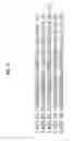 Fig. 06 - Peptides, pharmaceutical compositions comprising same and uses thereof
