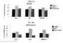 Fig. 03 - Inhibiting serum response factor (SRF) to improve glycemic control