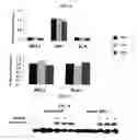 Fig. 06 - Inhibiting serum response factor (SRF) to improve glycemic control