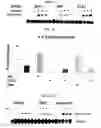 Fig. 07 - Inhibiting serum response factor (SRF) to improve glycemic control