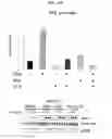 Fig. 08 - Inhibiting serum response factor (SRF) to improve glycemic control