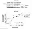 Fig. 09 - Inhibiting serum response factor (SRF) to improve glycemic control