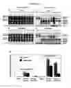 Fig. 04 - Methods, systems, and compositions for calpain inhabition