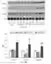 Fig. 09 - COMPOSITIONS AND METHODS FOR DETECTING, TREATING, OR PREVENTING REDUCTIVE STRESS
